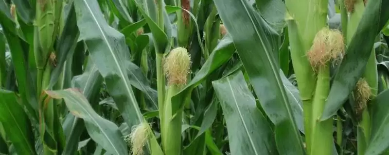 思农211玉米种子特点,高抗茎腐病的实力展现-会东网