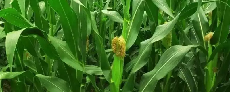 桥玉8号玉米种子介绍，中抗玉米螟（5.0级）的抗病能力-会东网