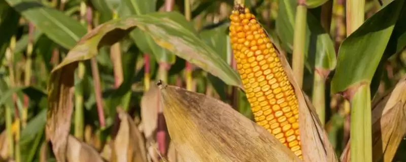 文沣12号玉米种子啥特性?区试平均生育期128天-会东网