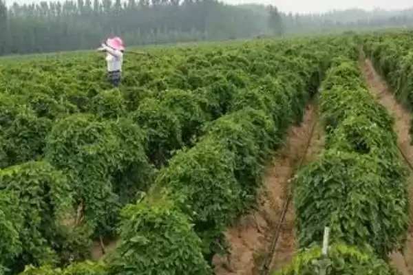 图片[3]-山药根腐病的症状，块茎先出现病斑至腐烂的症状分析-会东网