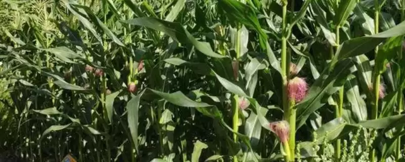 甜玉米一年能种多少次?通常可种植1-2次解析-会东网