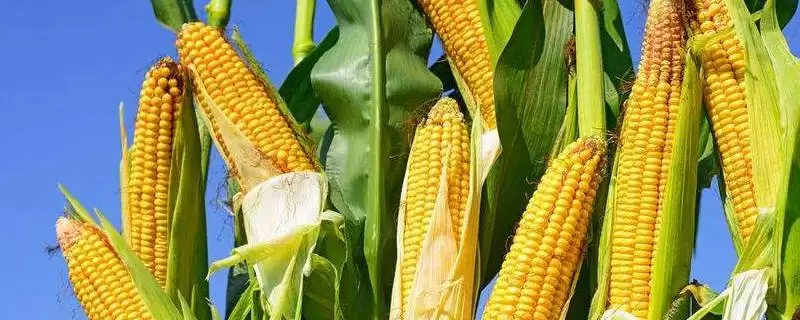 双富217玉米品种简介，4月28日左右在适应区播种的要点-会东网