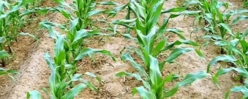 锐玉926玉米种简介，每亩15公斤尿素施肥要点-会东网