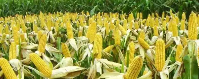 汶单307玉米种子有啥特点？适宜密度5000株／亩-会东网