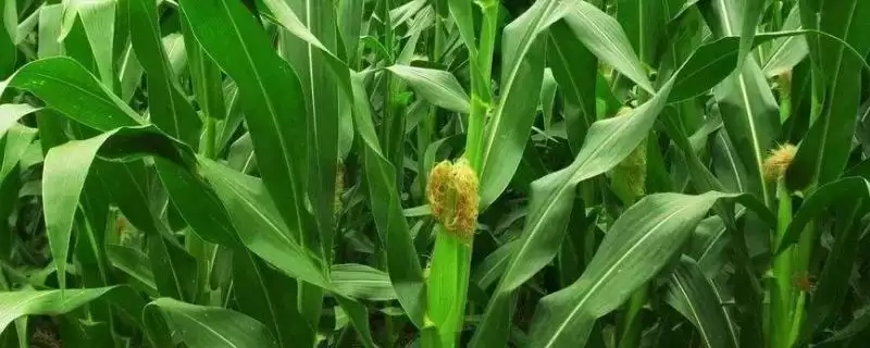 泰阳花六号玉米种子介绍,中抗小斑病的能力-会东网