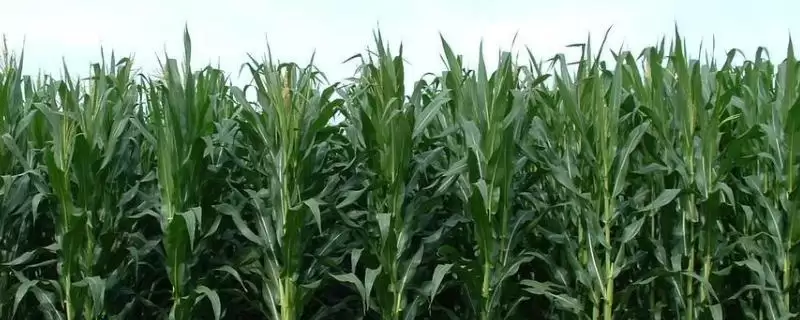 三北28(SB6212)玉米种子特点，中抗大斑病的抗病能力-会东网