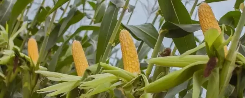 尚玉607玉米种子介绍，每亩用15千克尿素的施肥要点-会东网