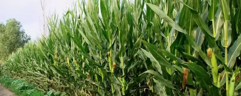 瑞禾白糯80玉米种子特征特性,抗旱排涝和防治病虫害要点-会东网