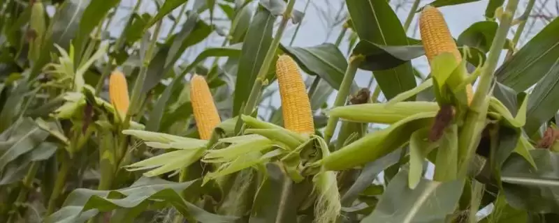 欧美189玉米种咋样？中抗灰斑病的特性讲解-会东网