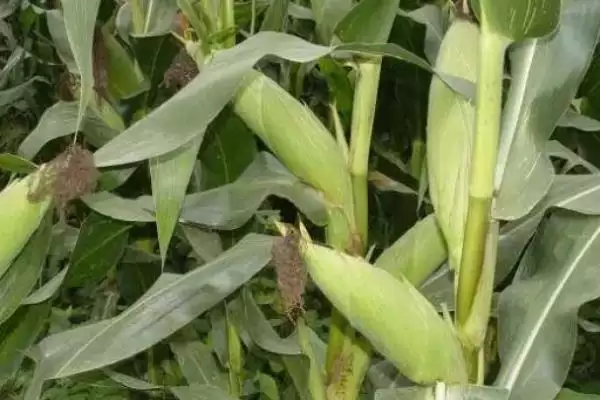 图片[3]-中农K988（农富215）玉米种子啥情况(中农K988玉米种子4月末至5月初播种)？-会东网