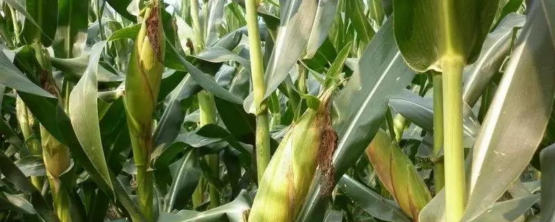 申科糯602玉米种子特征特性,后期重点防治玉米螟危害的要点-会东网