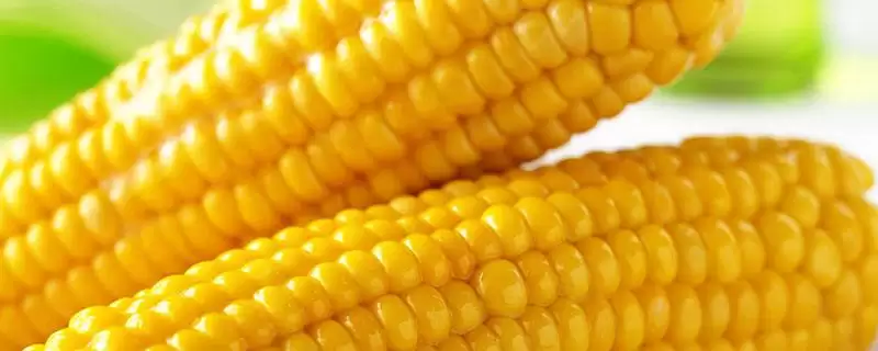 尚谷555玉米品种特性,单作每亩种植3500株左右的密度选择-会东网