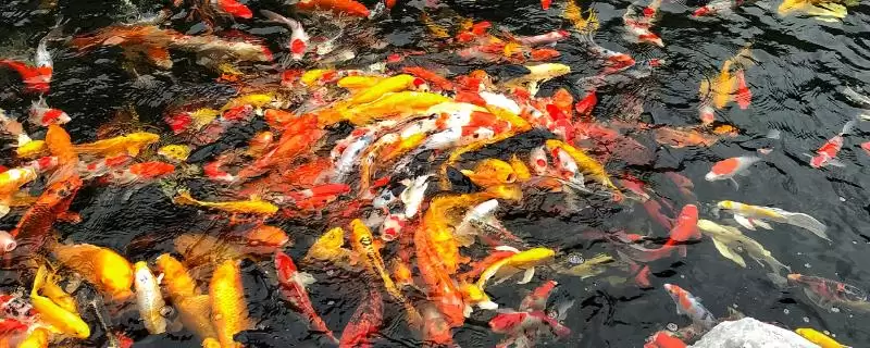 中国北方常见淡水鱼有哪些品种(中国北方常见7种淡水鱼品种)？-会东网