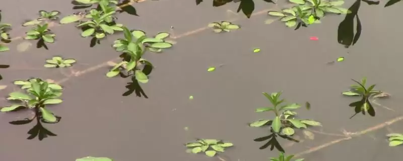 七星漂可以钓浮吗，七星漂适合钓浮的原因分析-会东网