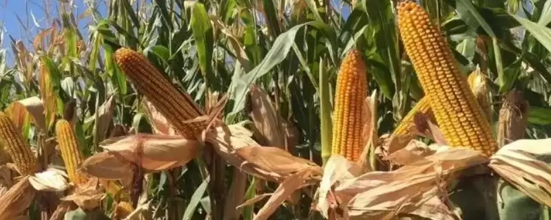 裕白玉873玉米种子特点(裕白玉873玉米种子有何特点)?-会东网