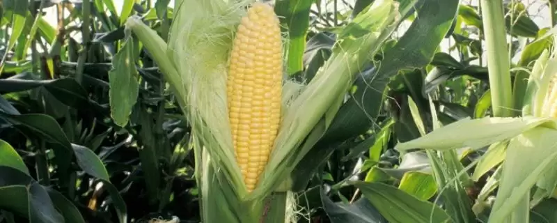 濮玉7号玉米品种特性，株型紧凑的特点及其影响-会东网