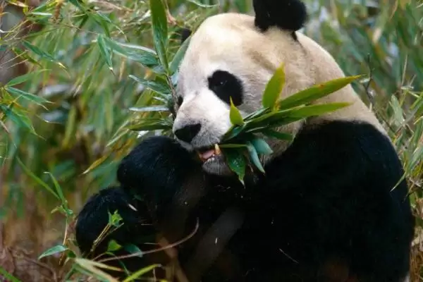 图片[2]-熊猫吃的竹子品种：刺竹等人工饲养常吃品种要点？-会东网