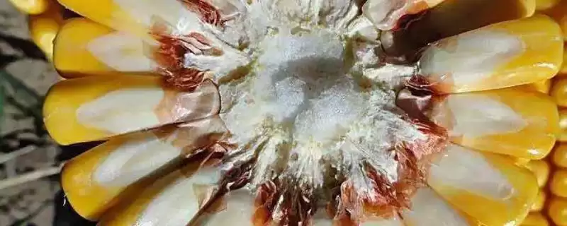 甜富糯2000玉米种子有啥特点？鲜食玉米品种介绍-会东网