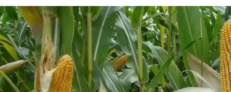 玉米种子播种前注意事项(玉米种子播种前需注意什么)?-会东网