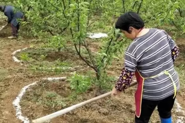 图片[2]-农作物施肥有啥方法？这四个讲究要牢记-会东网
