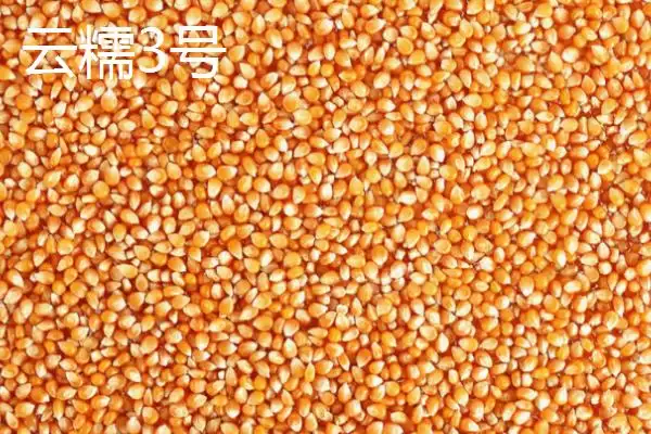 图片[2]-什么品种的甜糯玉米种子好，因地制宜选择的要点分析-会东网