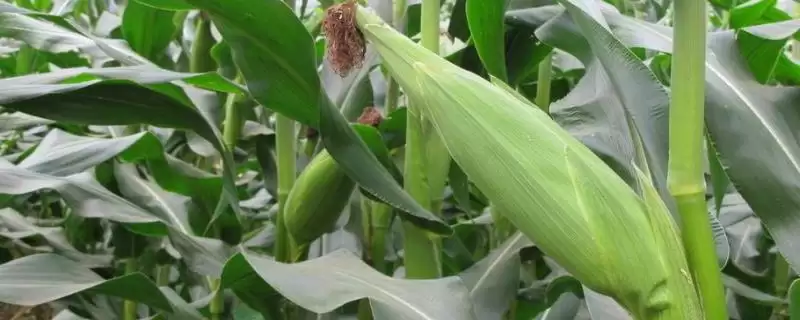 苏玉45玉米品种介绍，中抗腐霉茎腐病的能力-会东网