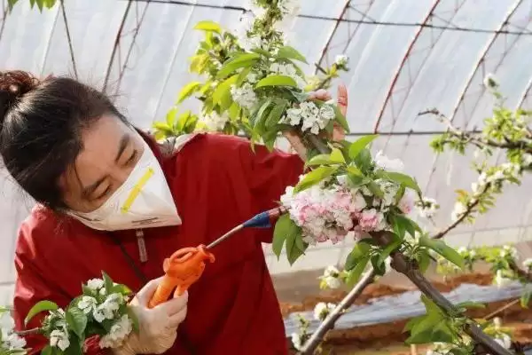 图片[4]-授粉药对人体是否有害，通常情况下无害的原因分析-会东网