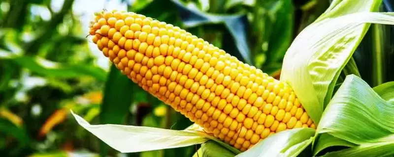 三北黑糯4号玉米种子简介，春播种植密度每亩4000株的选择依据-会东网
