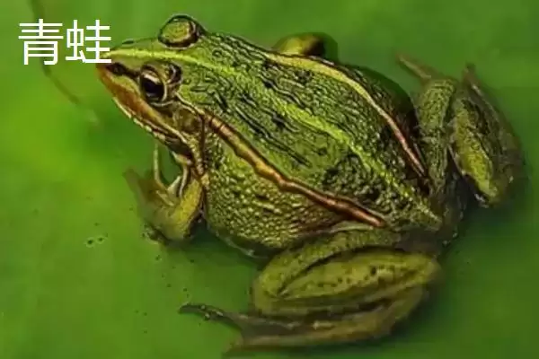 图片[4]-青蛙和田鸡的区别，二者均可养殖的特点介绍-会东网