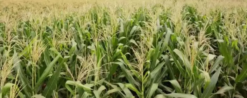 粘玉米怎么种植(粘玉米种植隔离不可低于300米)？-会东网