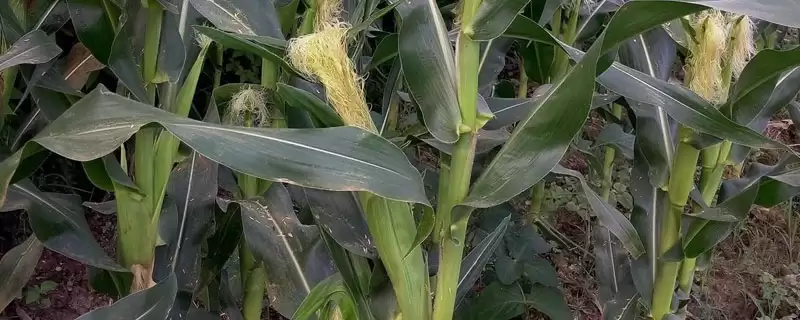 同丰173玉米品种有啥特性?注意防治病虫害要点-会东网