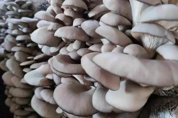 图片[2]-平菇如何种植才能丰产，选对优质高产品种的要点-会东网