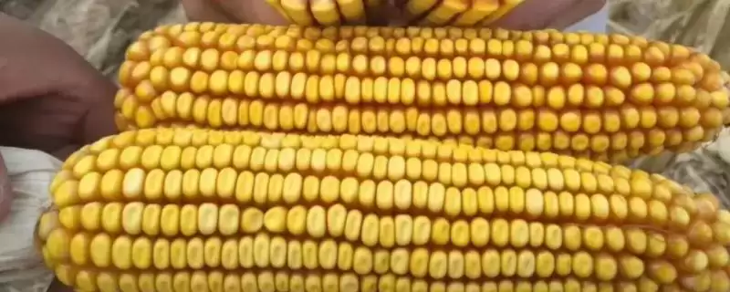 邵单996玉米种子特点，夏播生育期95.1天的生长周期-会东网