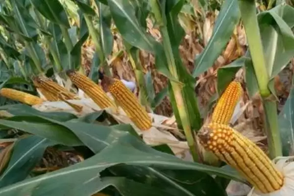 图片[2]-佤玉20号玉米种介绍，平均生育期125天-会东网
