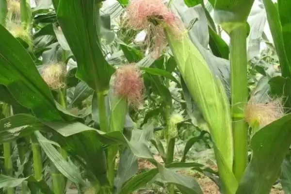 图片[2]-十月份成熟的农作物，硕果累累季节的农作物介绍-会东网