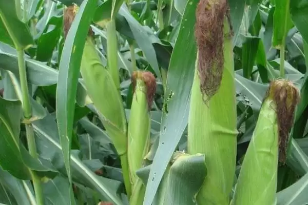 图片[3]-松单588玉米种子特征特性，4月底至5月初适宜播种期的确定-会东网