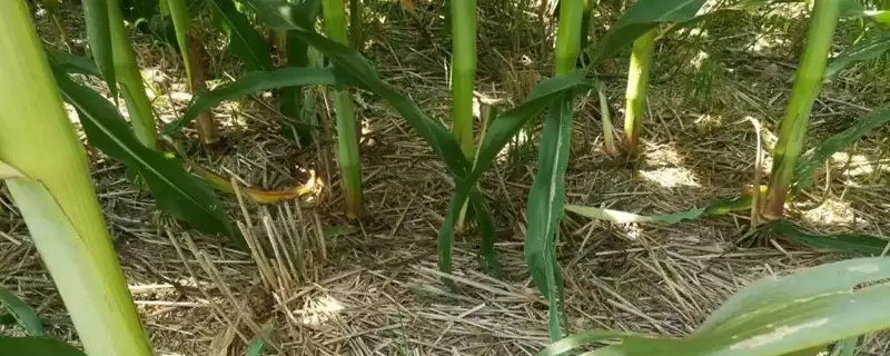 奇玉718玉米种子特征特性,4月下旬至5月上旬播种的要点-会东网