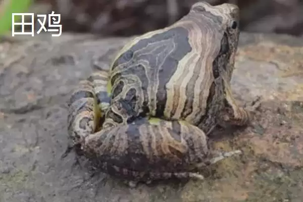 图片[7]-青蛙和田鸡的区别，二者均可养殖的特点介绍-会东网