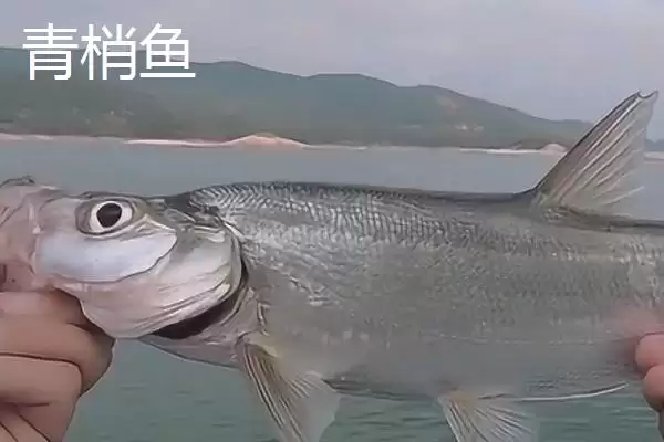 图片[2]-青梢鱼和翘嘴的区别，体型、体色和侧线的差异分析-会东网