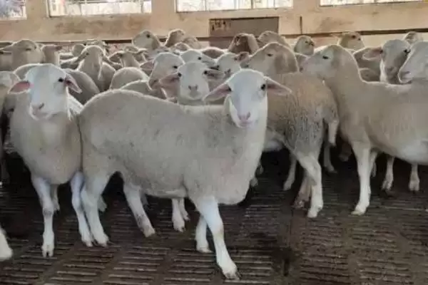 图片[3]-让羔羊安全越冬的方法，羊舍铺盖草帘等要点-会东网