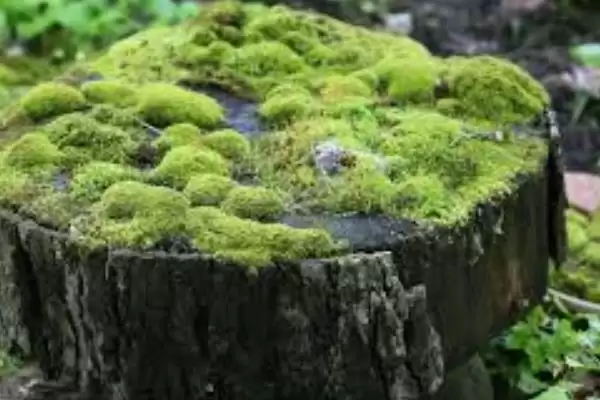 图片[3]-植物分为哪两个大类(植物分为种子植物和孢子植物)？-会东网