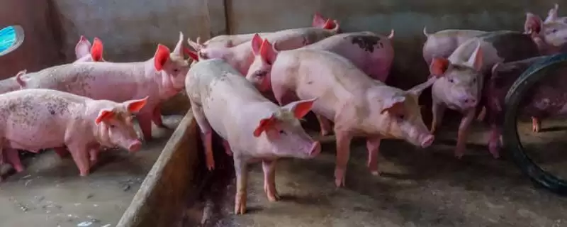 养猪注意事项(养猪要注意哪些方面)?-会东网