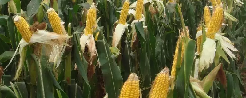 太玉811玉米种介绍,适宜播期4月下旬-会东网