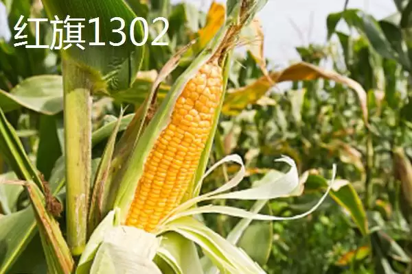 图片[4]-适合江苏种植的玉米品种，常见4种品种的详细介绍-会东网