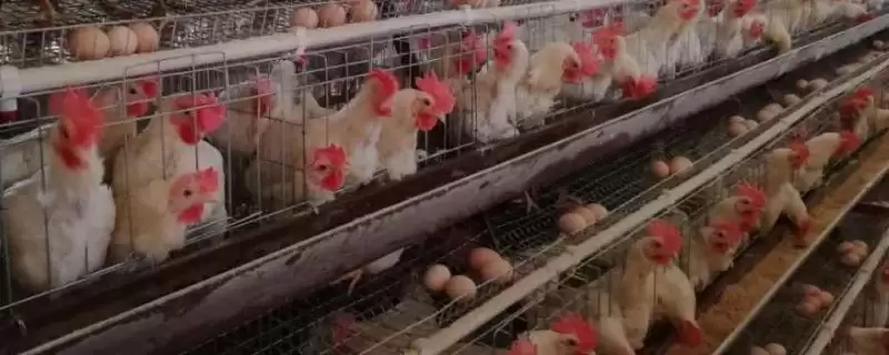 如何提高蛋鸡的产蛋率,饲料中添加营养要点-会东网