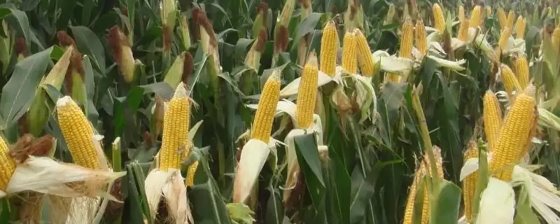 三保早糯先锋玉米种子特点,4月中旬播种的时间要点-会东网