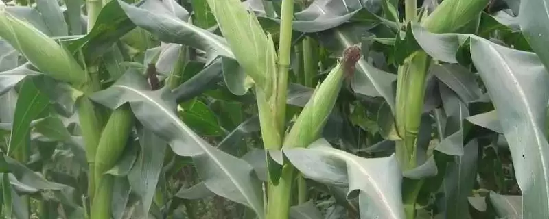 天艺153玉米种子啥特性?中抗锈病的能力-会东网