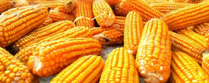世宾606玉米种子特点，辽宁省春播生育期135天的生长周期-会东网