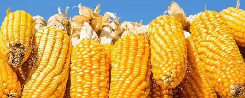 伟隆729玉米种子有啥特点？注意防治病虫害要点-会东网
