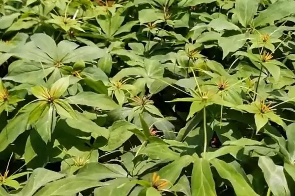 图片[4]-七叶一枝花的种植方法，5月中、下旬间苗的要点-会东网